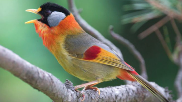Burung Panca Warna
