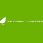 CARA MENGATASI LOVEBIRD OVER BIRAHI