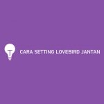 CARA SETTING LOVEBIRD JANTAN