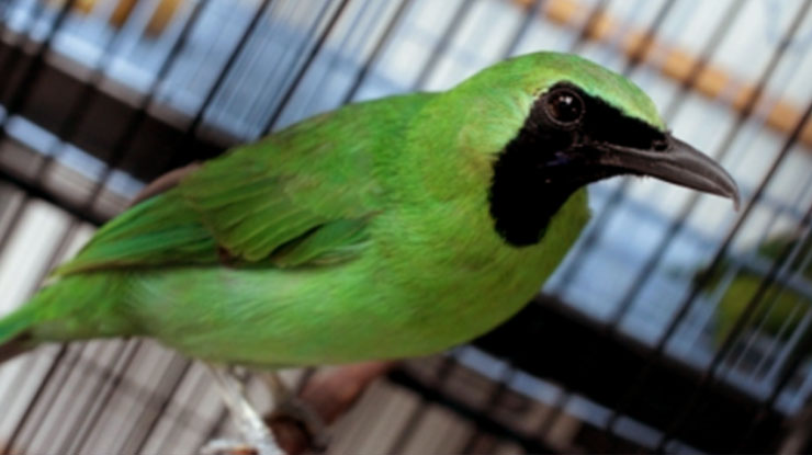Cara Merawat Cucak Ijo Mabung juga Perlu Mengetahui Kesehatan burung
