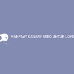MANFAAT CANARY SEED UNTUK LOVEBIRD