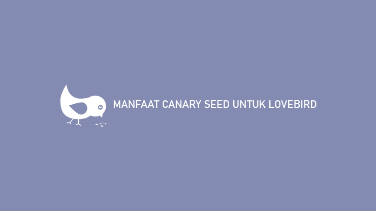 MANFAAT CANARY SEED UNTUK LOVEBIRD