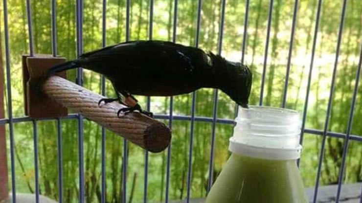 Pemberian Vitamin Kolibri Ninja Biar Cepat Gacor