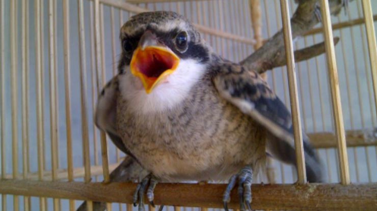 Makanan Yang Menyebabkan Ketergantungan Burung Cendet