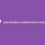 CARA MEMBUAT LOVEBIRD BETINA KONSLET