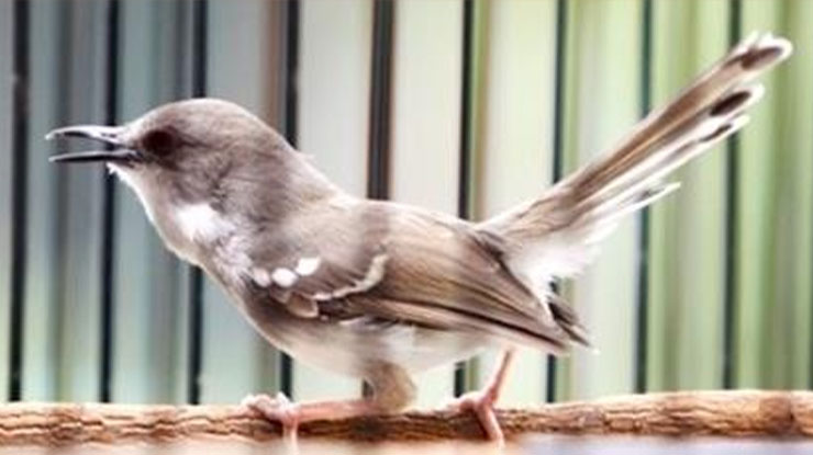 Download Suara Burung Ciblek Gacor Ngebren Panjang