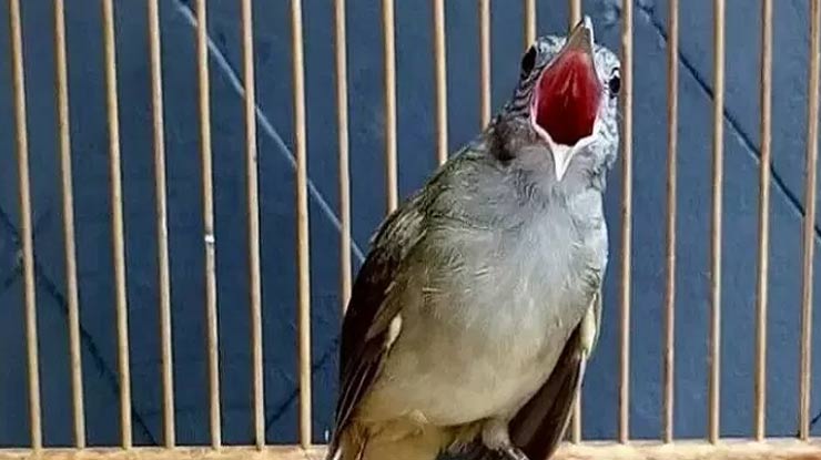 Download Suara Burung Kapas Tembak Durasi Panjang