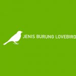 JENIS BURUNG LOVEBIRD
