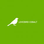 Lovebird Cobalt 1