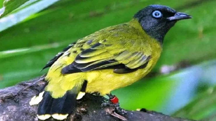 Burung Kutilang Termahal di Indonesia