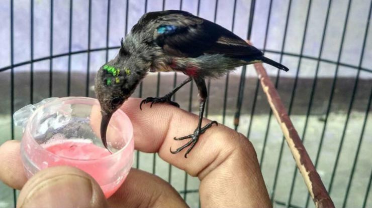 Cara Pemberian Rudjkak Nektar Untuk Burung Kolibri