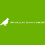 Jenis Burung Elang di Indonesia