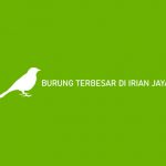 Burung Terbesar di Irian Jaya