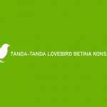 Tanda Tanda Lovebird Betina Konslet