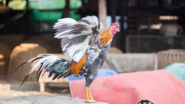 Menghangatkan Tubuh Ayam Bangkok