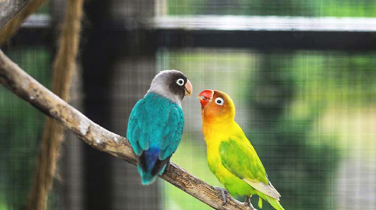 Manfaat Kunyit Untuk Meningkatkan Sistem Kekebalan Lovebird