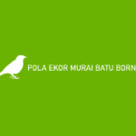 Pola Ekor Murai Batu Borneo