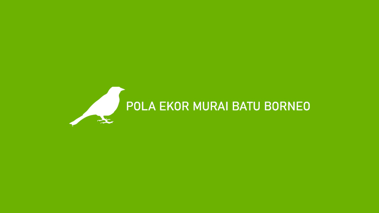 Pola Ekor Murai Batu Borneo