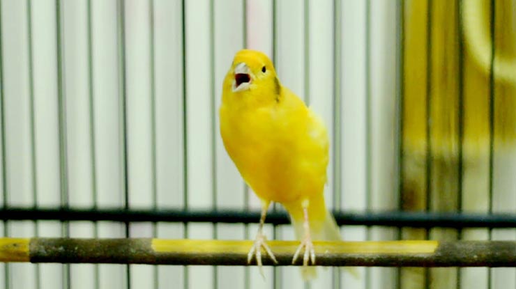 Cara Menambah Volume Suara Burung Kenari
