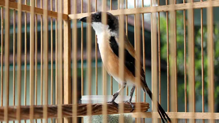 Cara Mengatasi Burung Cendet Mbagong