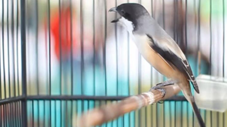 Cara Mengatasi Burung Cendet Cabut Ekor
