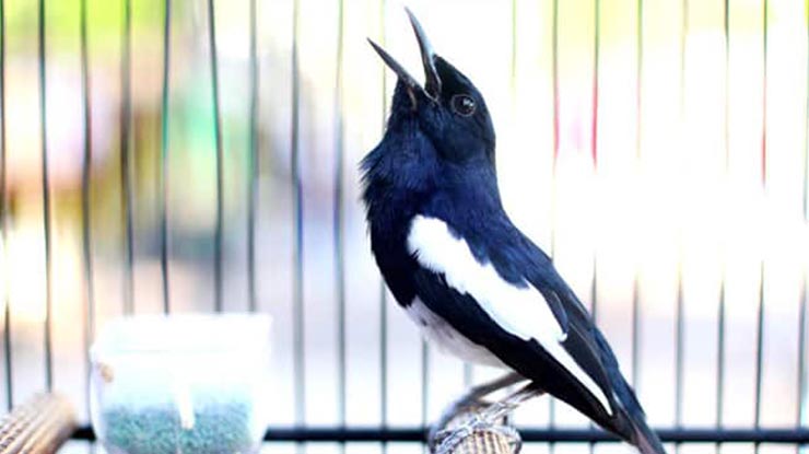 Cara Merawat Burung Kacer Rumahan Agar Rajin Bunyi