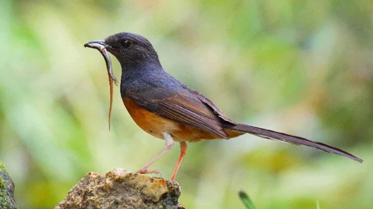 Manfaat Cacing Tanah Untuk Burung Murai Batu