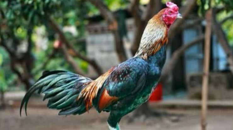 Ayam Aduan Terkuat Bhurma