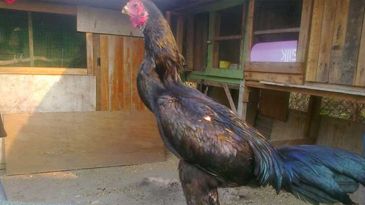 Ayam Aseel