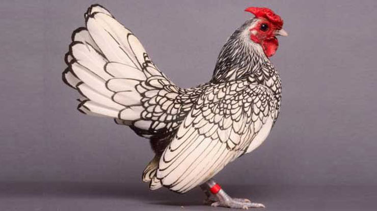 Ayam Kate Batik