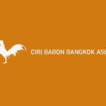 Ciri Babon Bangkok Asli
