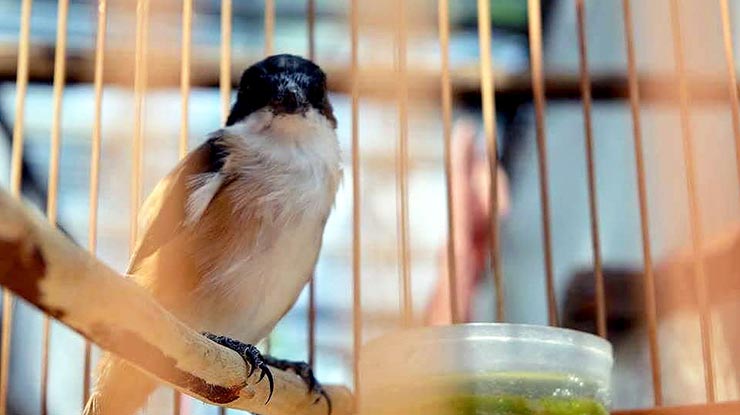 Efek Samping Pelet Lele Untuk Burung Cendet