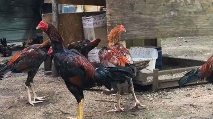 Faktor Keturunan Ayam Bangkok Petarung Sadis