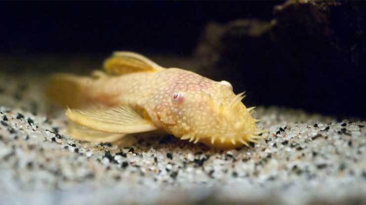 Ikan Bristlenose Plecos