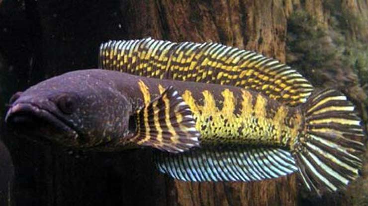 Ikan Channa Aurantimaculata