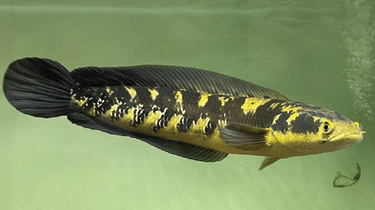 Ikan Channa Marulioides