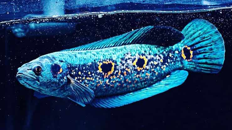 Ikan Channa Pleurophthalma