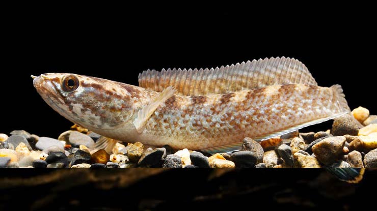 Ikan Channa Pomanensis