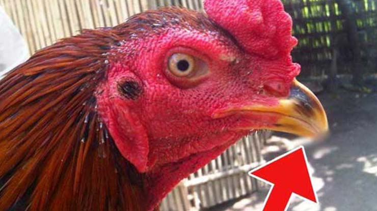 Paruh Ayam Bangkok Petarung Sadis