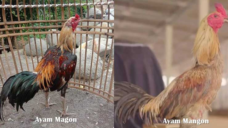 Perbedaan Mangon dan Magon