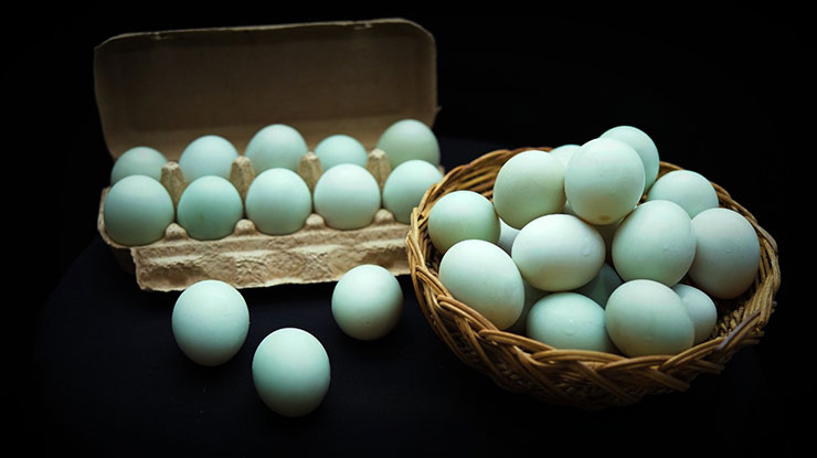 Perbedaan Telur Ayam Birma dengan Telur Bebek