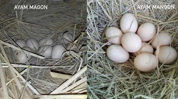 Perbedaan Warna Telur