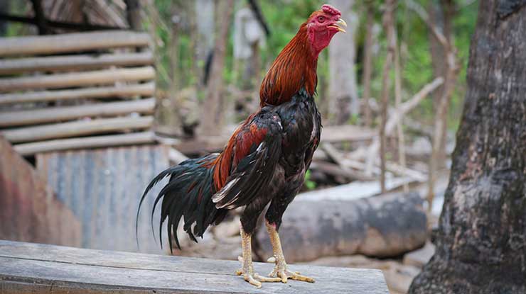 Faktor yang Mempengaruhi Pertumbuhan Ayam Bangkok