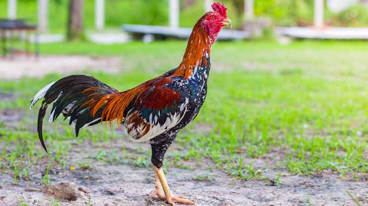 Cara Menguatkan Kaki Ayam Bangkok yang Lemas Tidak Bertenaga