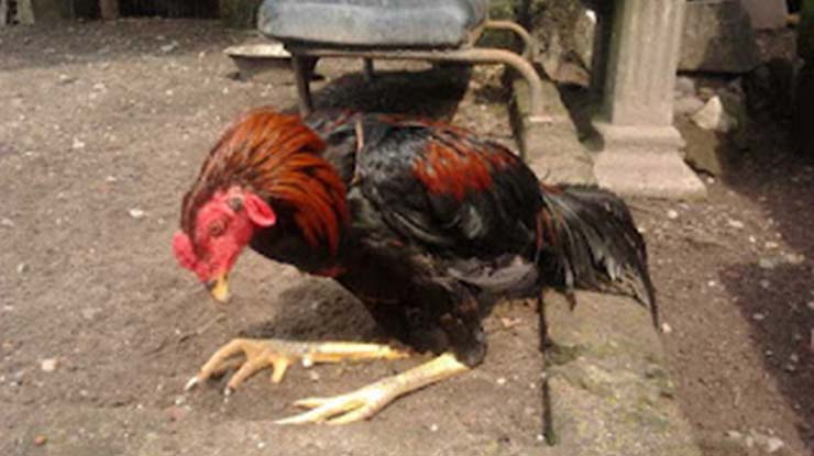 Penyebab Kaki Ayam Bangkok Lemas