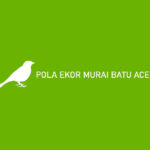 Pola Ekor Murai Batu Aceh