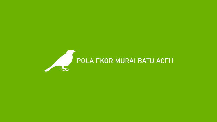Pola Ekor Murai Batu Aceh