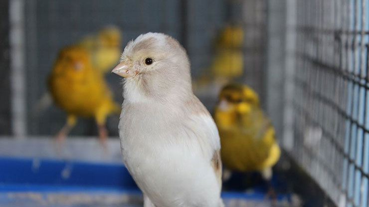 Cara Merawat Burung Kenari Umur 2 Bulan Agar Cepat Gacor