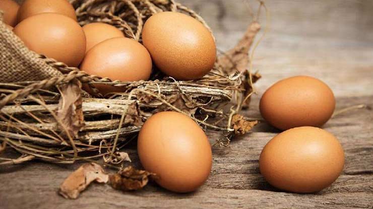 Kriteria Telur Ayam Tetas Berkualitas