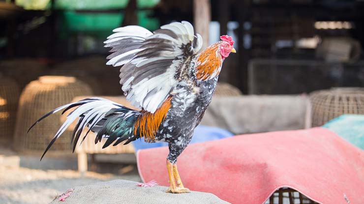 Manfaat Jahe Untuk Ayam Bangkok Semua Jenis